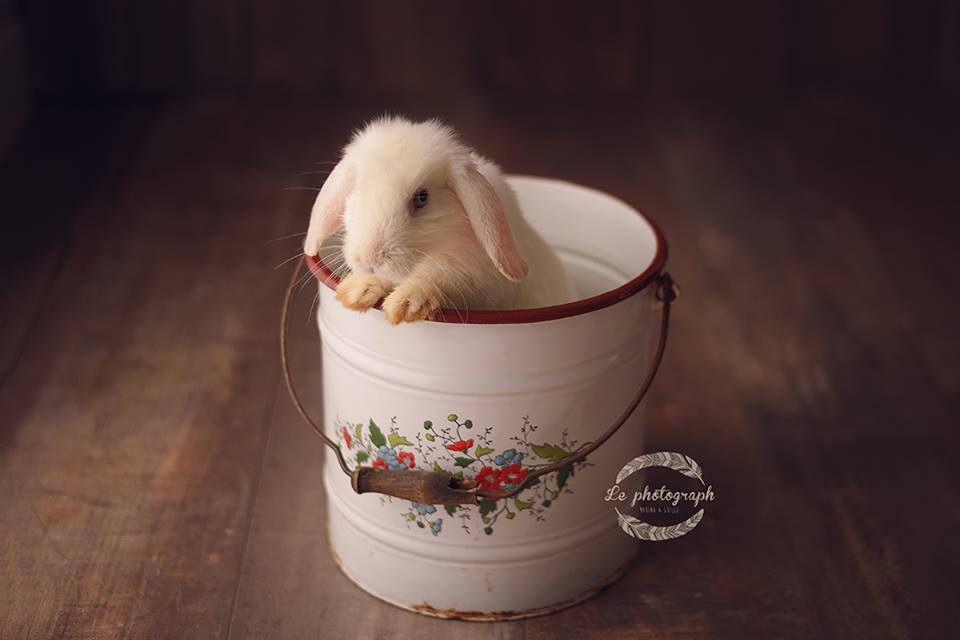 圖片來源：LePhotograph