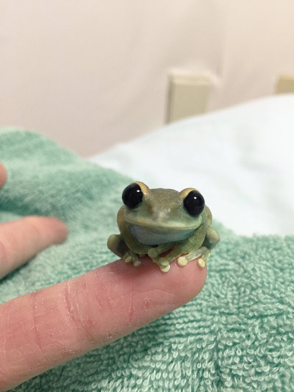 圖片來源:Litoriacaeru