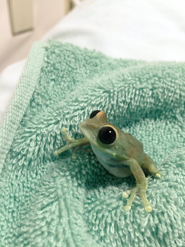 圖片來源:Litoriacaeru