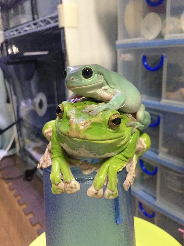 圖片來源:Litoriacaeru