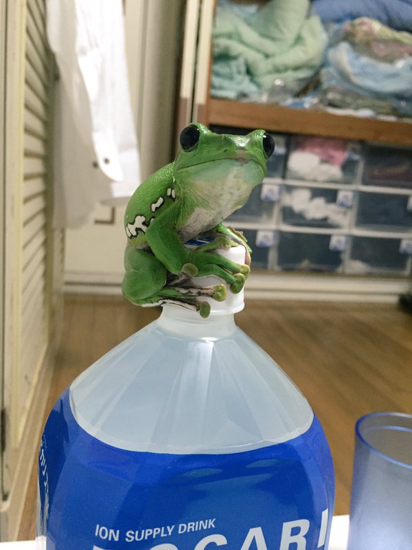 圖片來源:Litoriacaeru