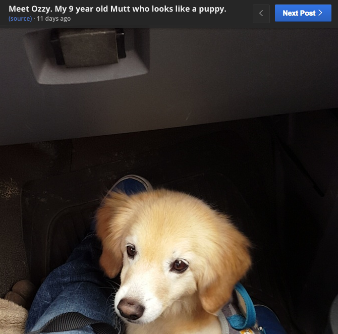 圖片來源:Wyndsorisawesome/reddit