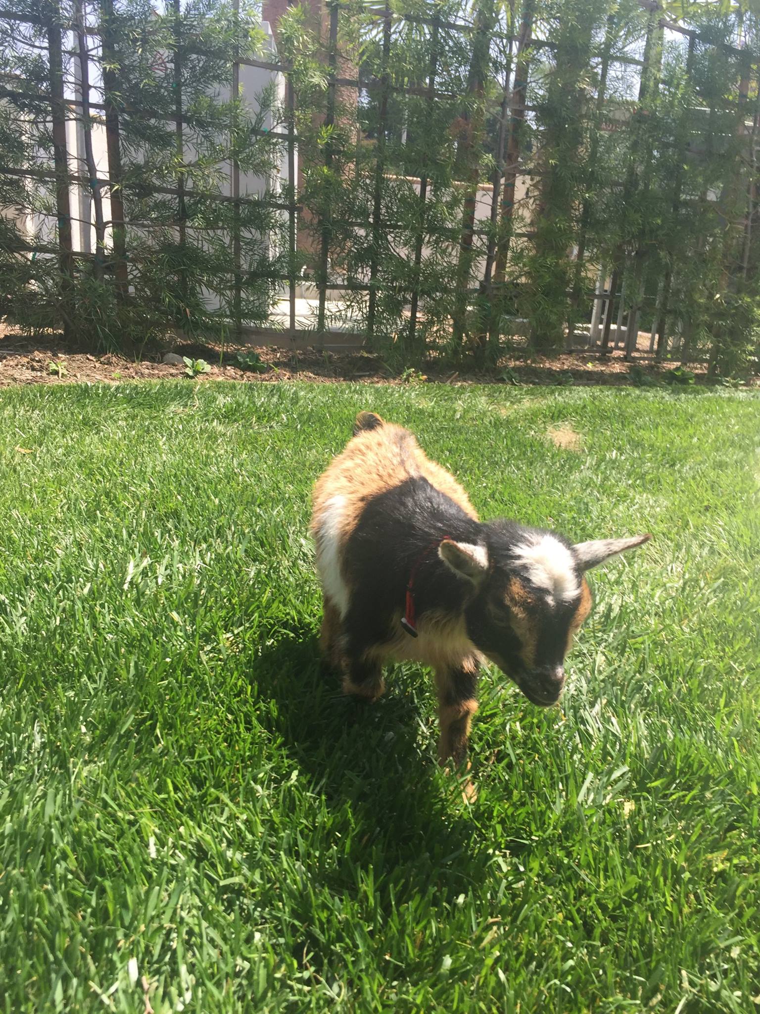 圖片來源:Azusa Police Department