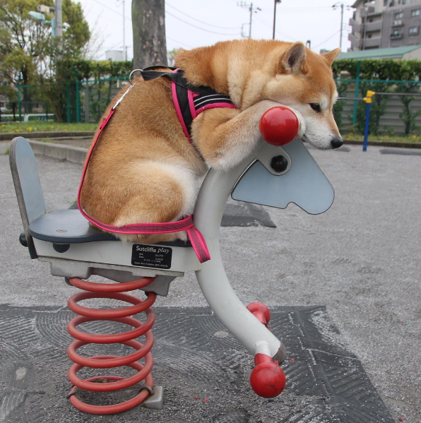 圖片來源:unihalo/instagram