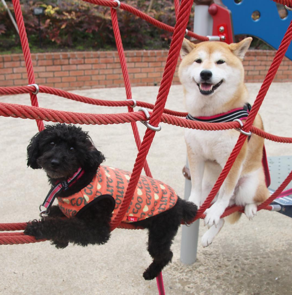 圖片來源:unihalo/instagram