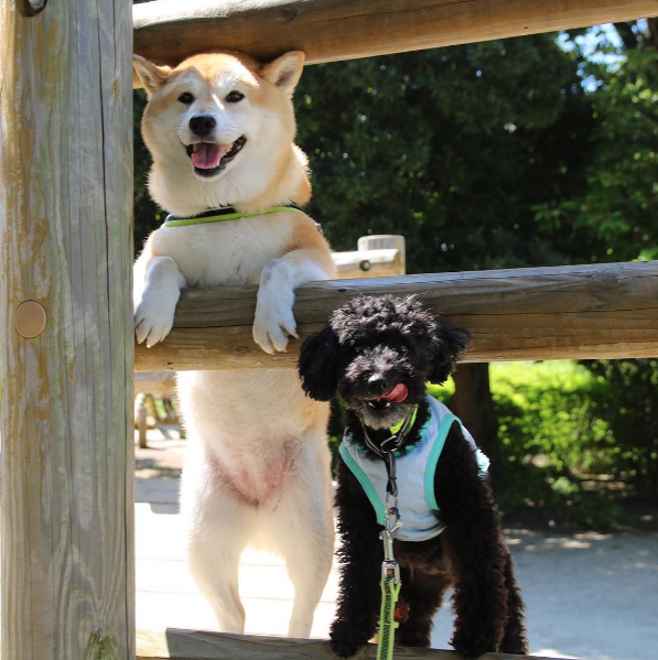 圖片來源:unihalo/instagram