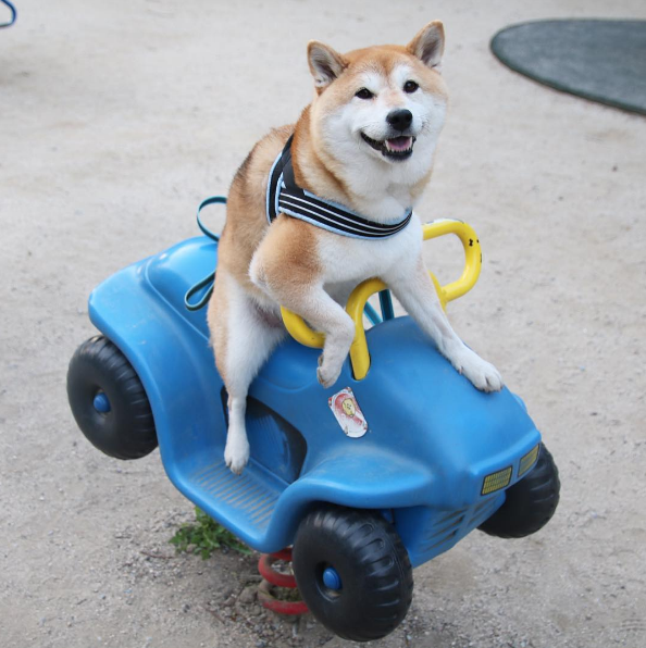 圖片來源:unihalo/instagram