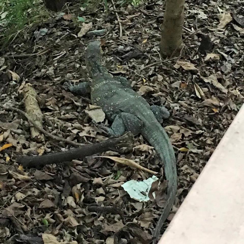 圖片來源：沙田友