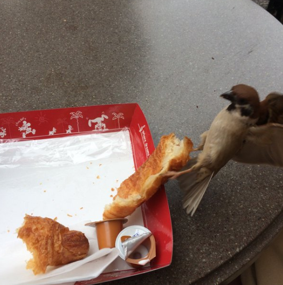 圖片來源：stella_n_n/twitter