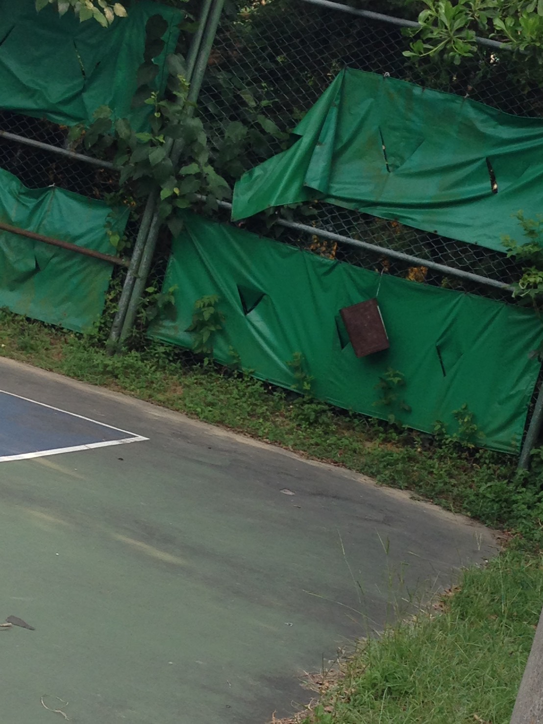 圖片來源:raigochi/PTT