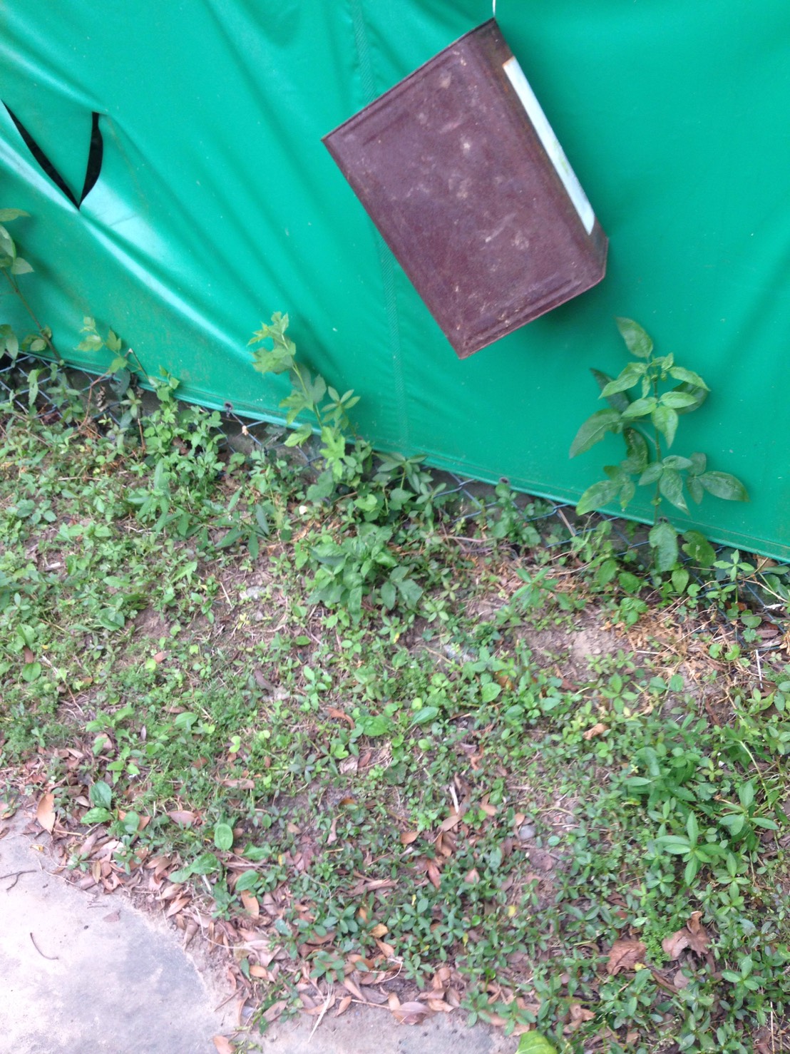 圖片來源:raigochi/PTT