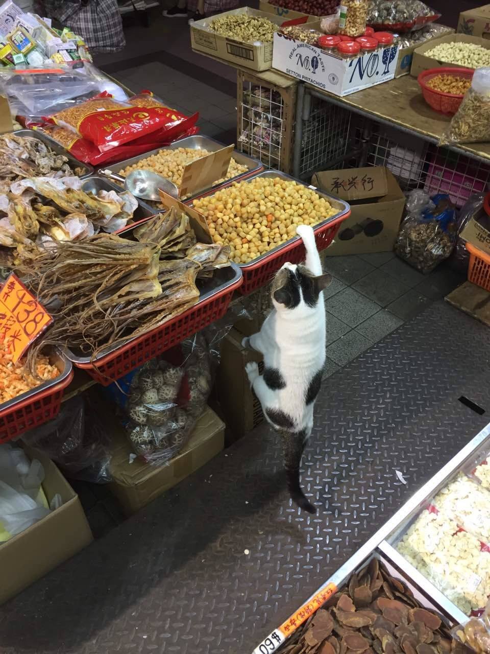 圖片來源：Peter Lee／天下貓貓一樣貓