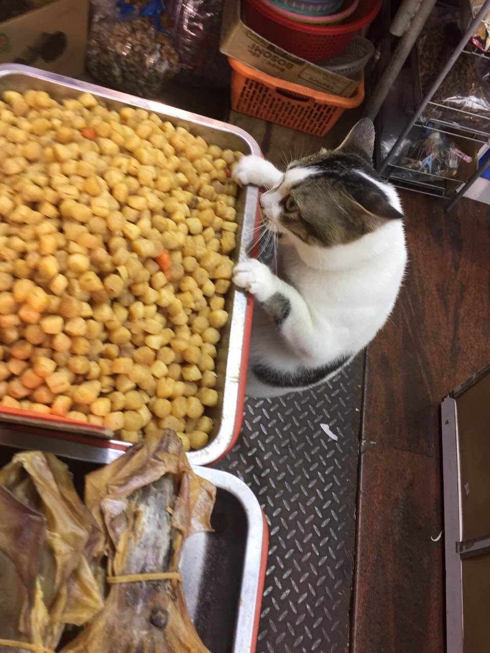 圖片來源：Peter Lee／天下貓貓一樣貓