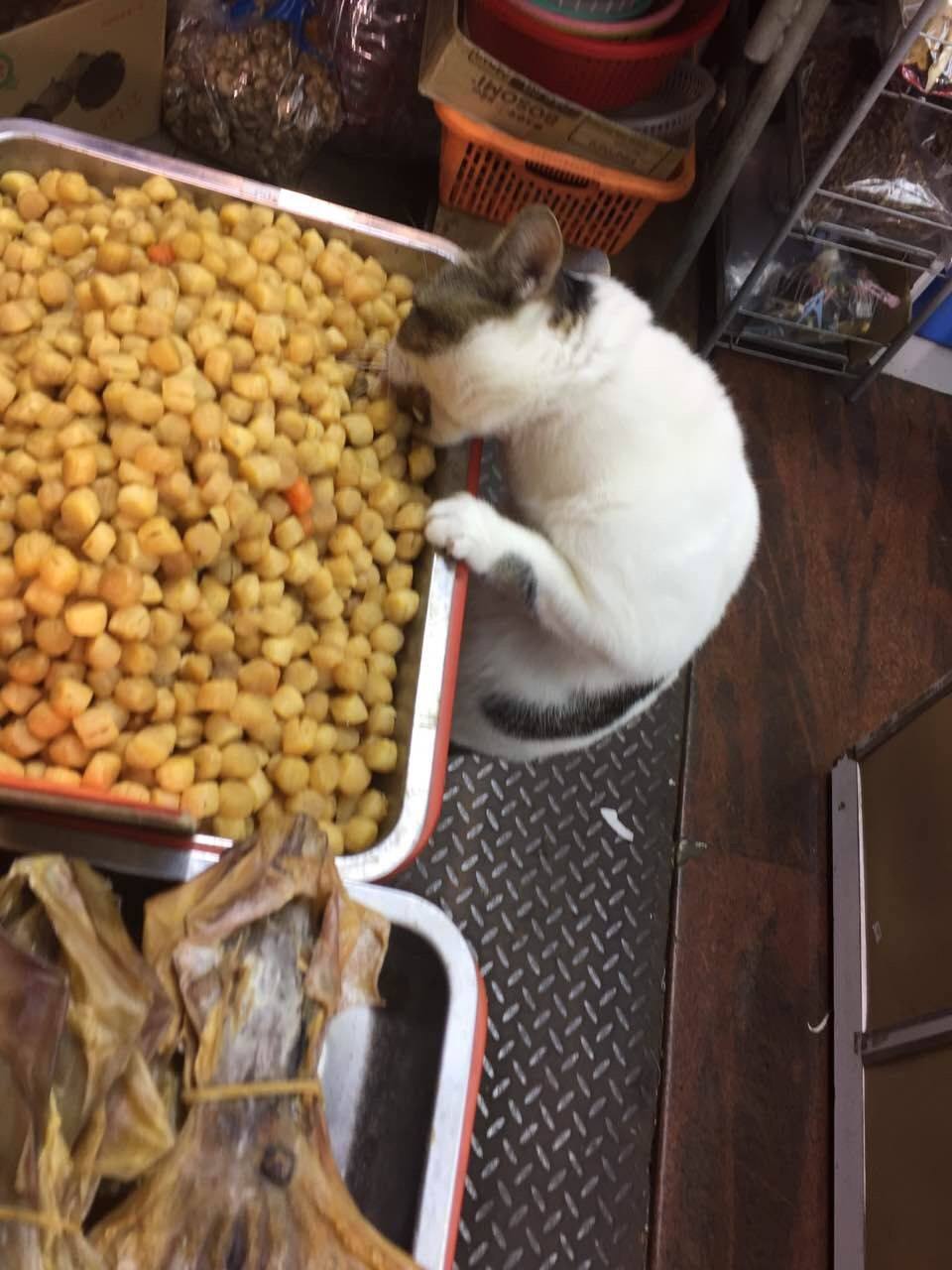 圖片來源：Peter Lee／天下貓貓一樣貓