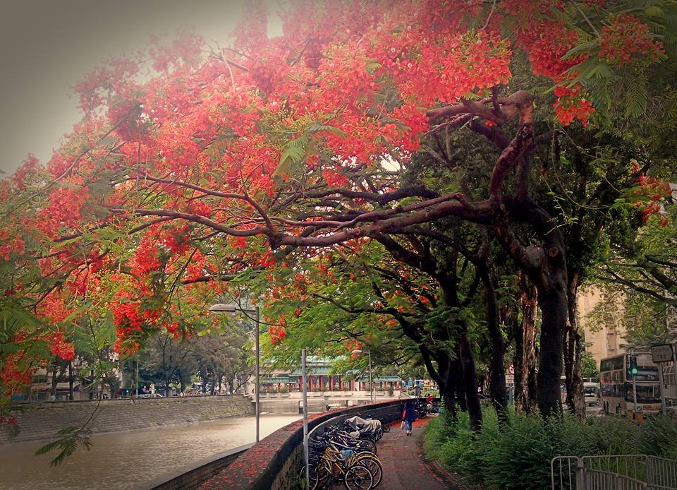 圖片來源:Keith Tong