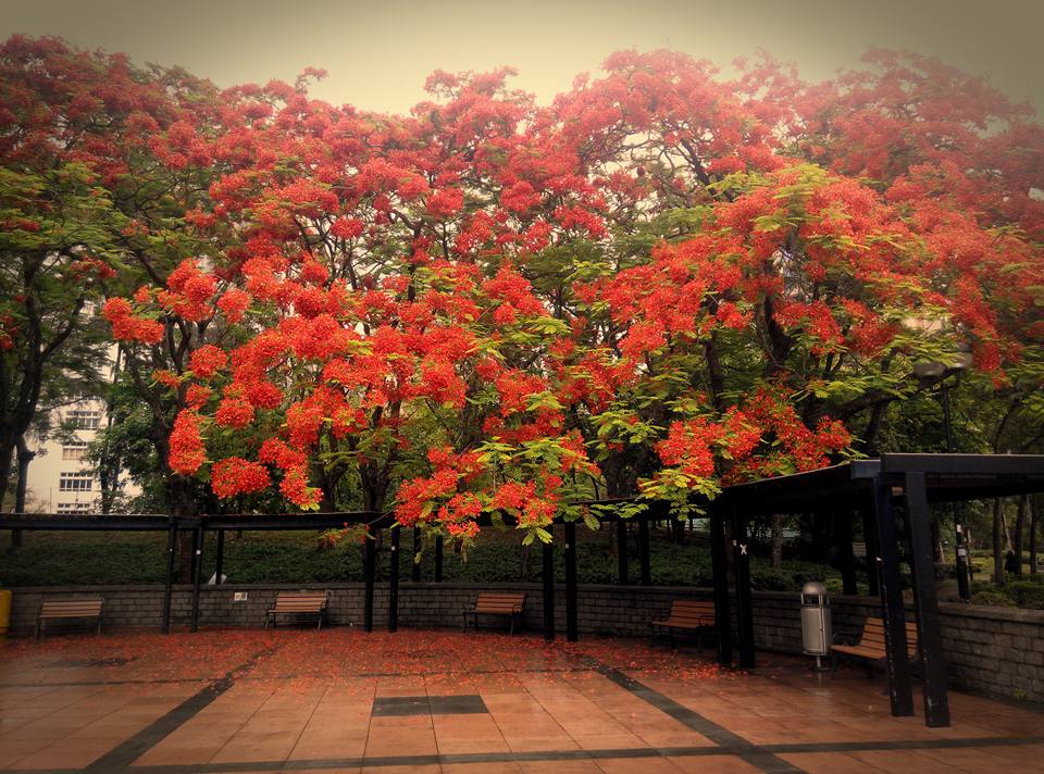 圖片來源：Keith Tong