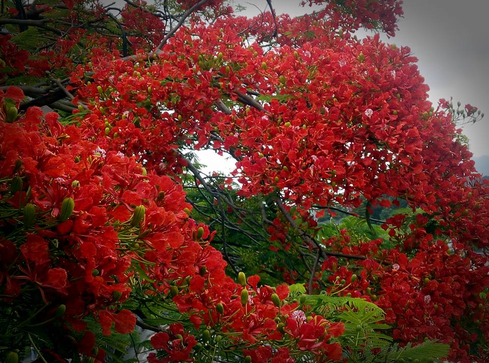 圖片來源:Keith Tong