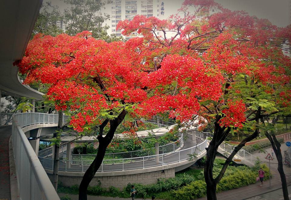 圖片來源:Keith Tong