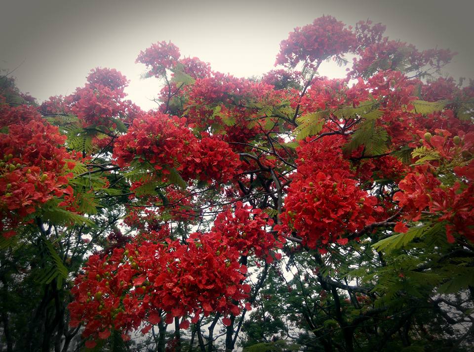 圖片來源:Keith Tong