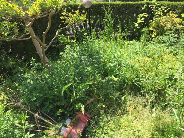 圖片來源：24mlng／twitter