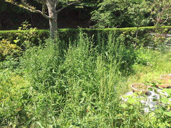 圖片來源：24mlng／twitter