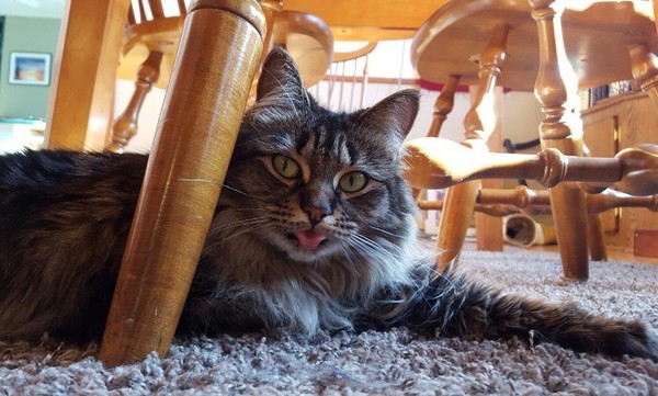 圖片來源： Amyzonian／reddit