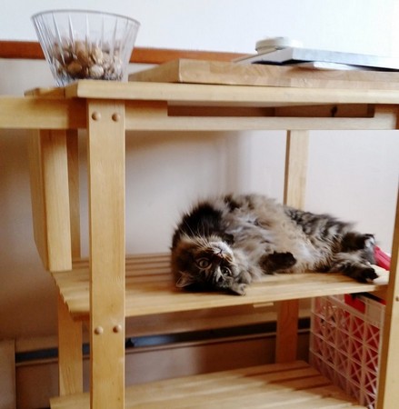 圖片來源： Amyzonian／reddit