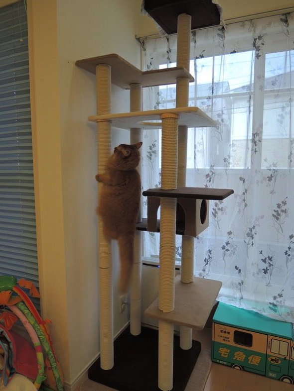 圖片來源：FakeYashu/twitter