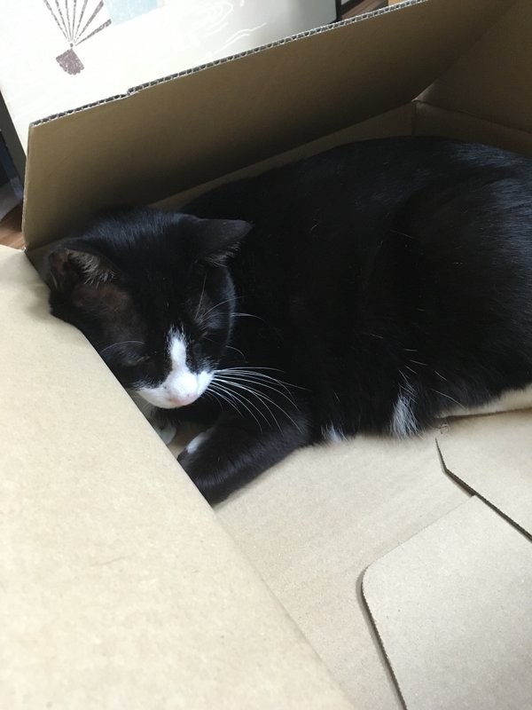 圖片來源:uo_kzm/twitter