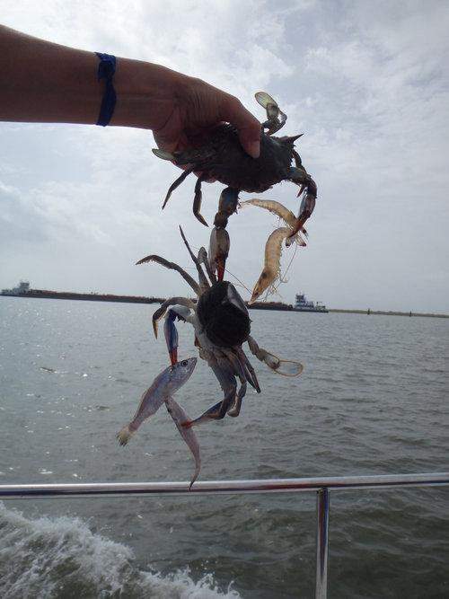 圖片來源:Mr.カトー