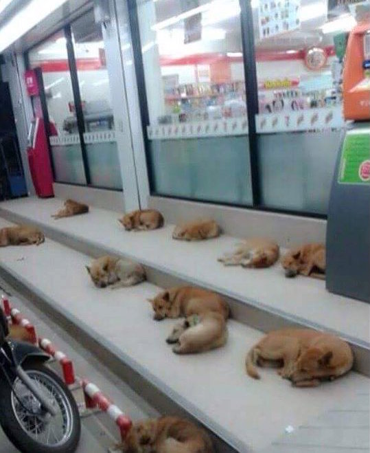 圖片來源： XavierKotaro／twitter