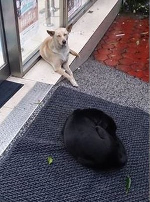 圖片來源： 爆廢公社