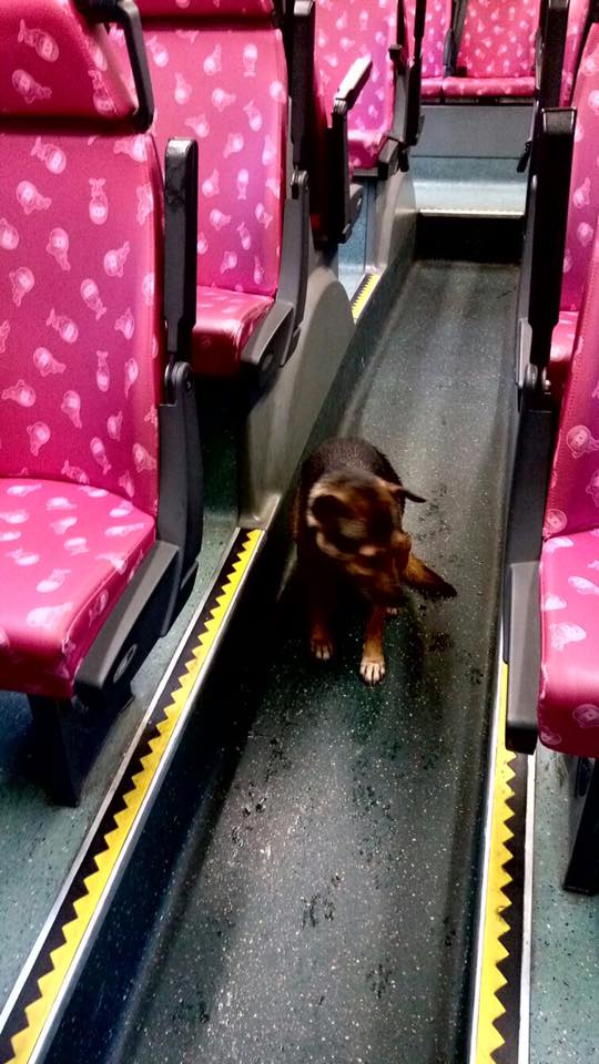 圖片來源： Kato YU／唐狗會學習營