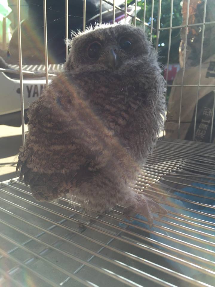 圖片來源:李才俊/貓咪也瘋狂俱樂部 CrazyCat club