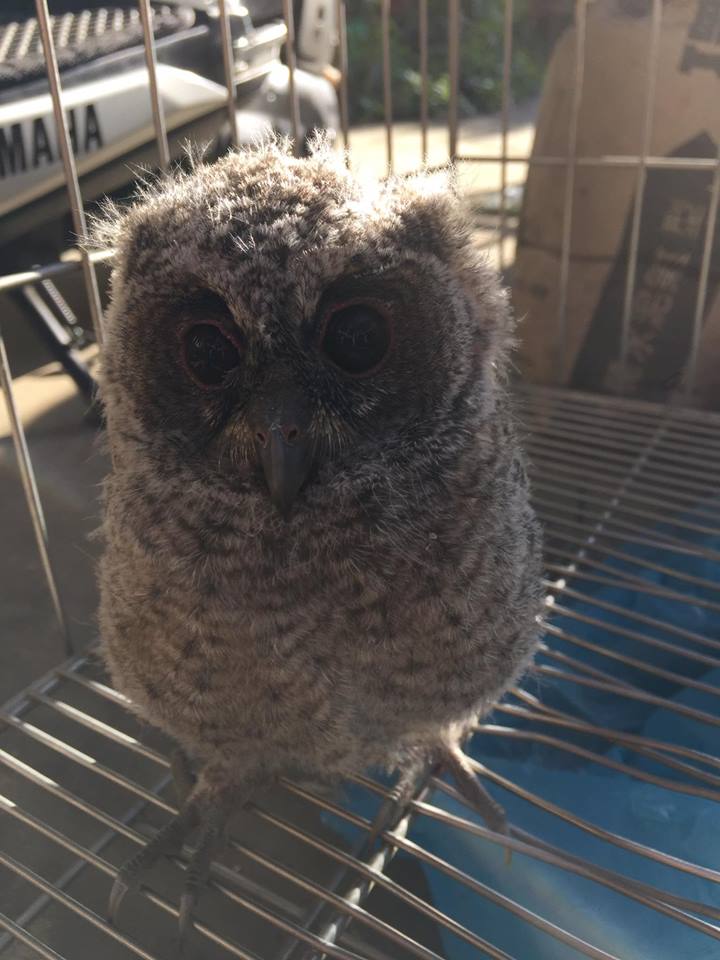 圖片來源:李才俊/貓咪也瘋狂俱樂部 CrazyCat club