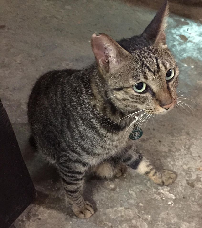 圖片來源:李才俊/貓咪也瘋狂俱樂部 CrazyCat club