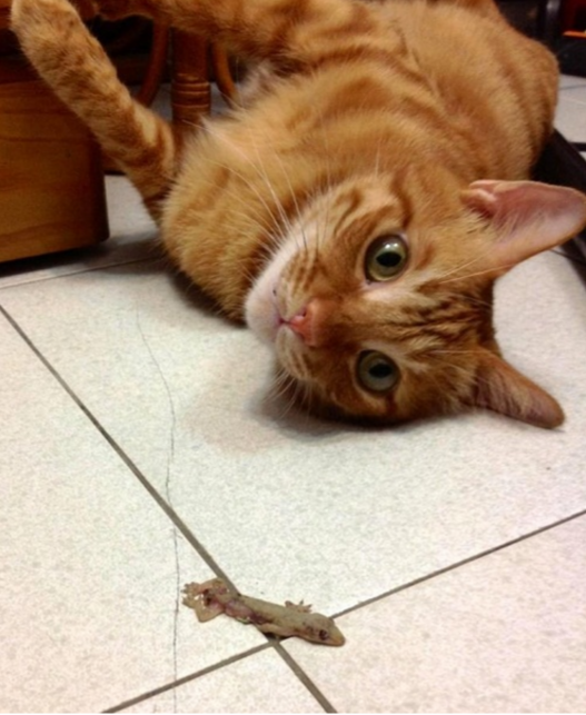 圖片來源:台灣動物新聞網