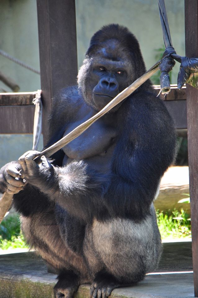 圖片來源:東山動植物園