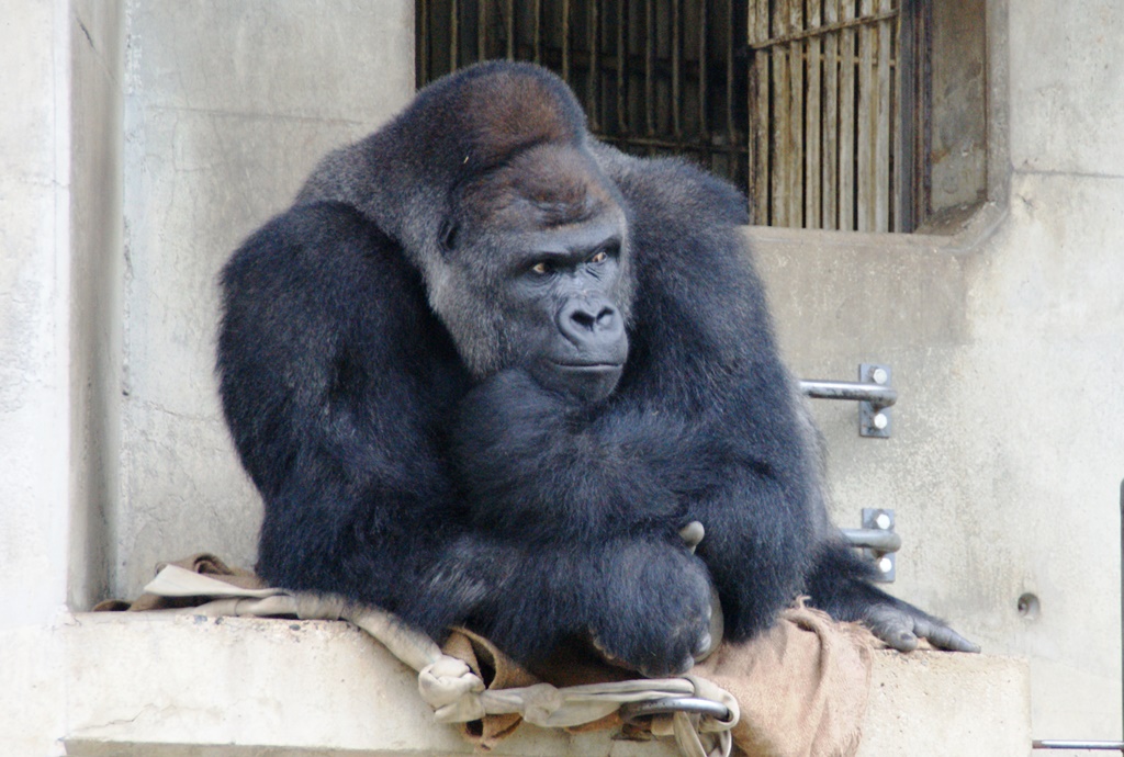 圖片來源:higasiyama.jp