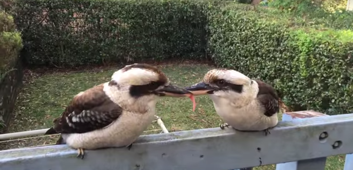 圖片來源:JigMagic/Youtube