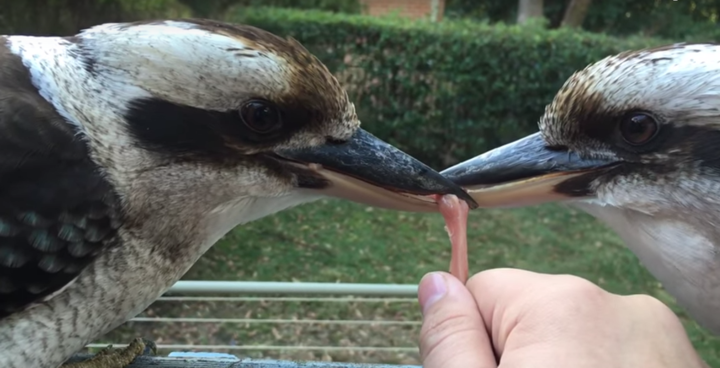 圖片來源:JigMagic/Youtube