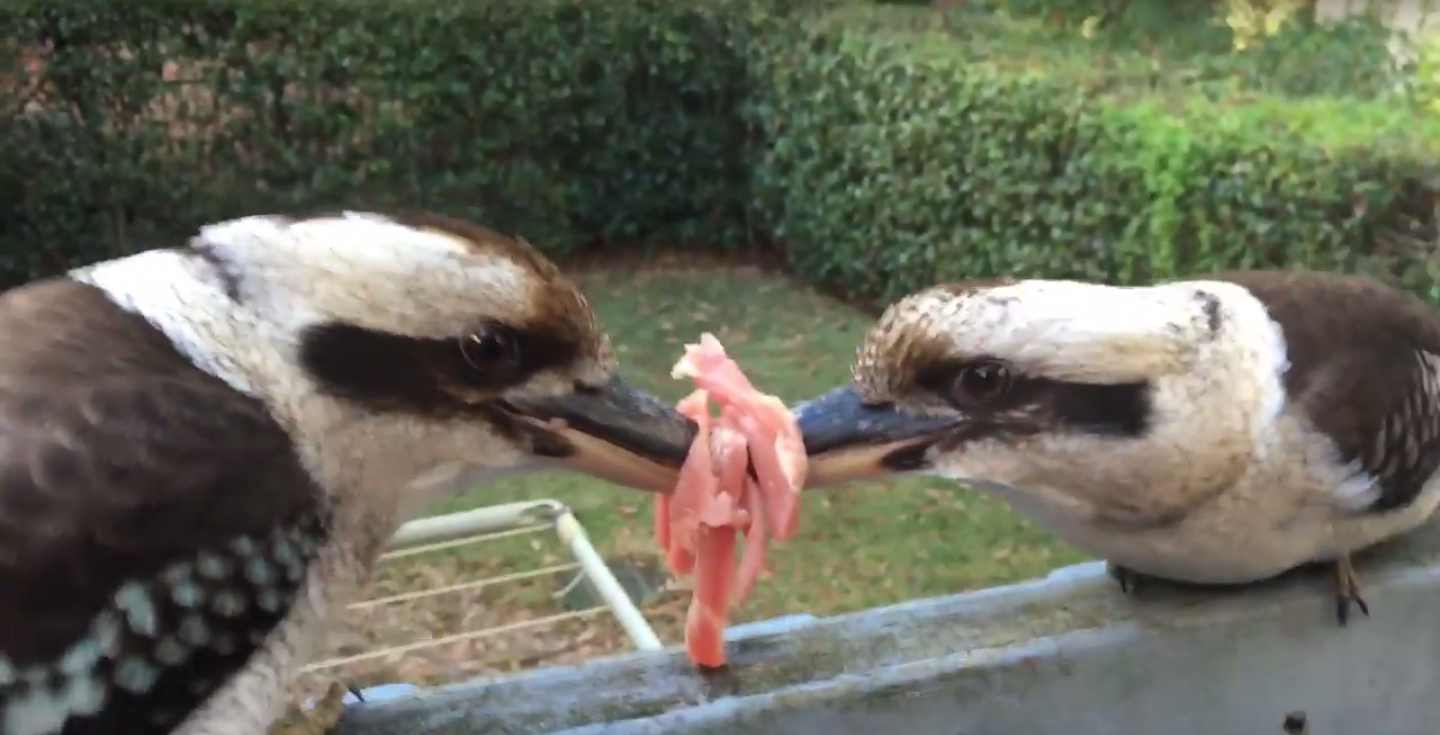 圖片來源：JigMagic／Youtube