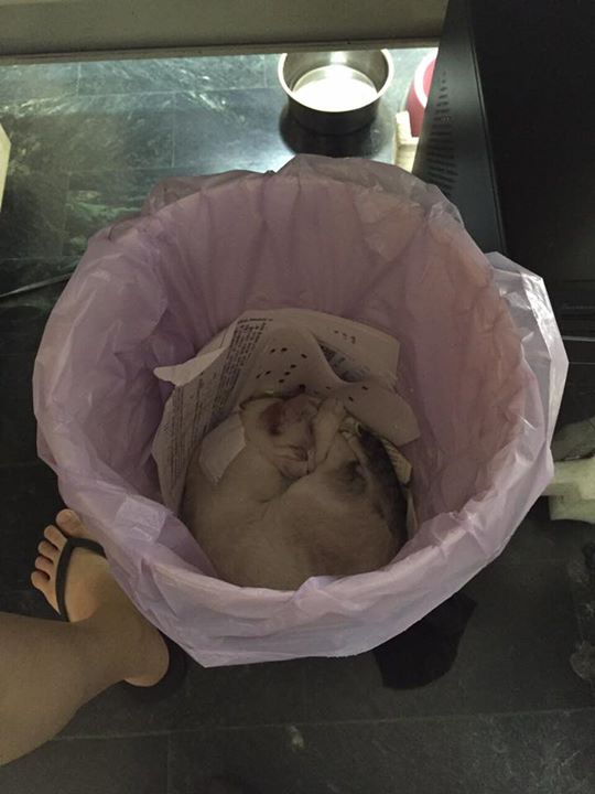 圖片來源:伊森黃