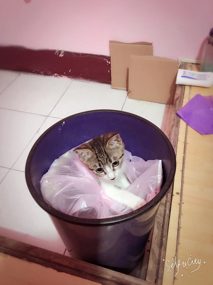 圖片來源:黃馨儀