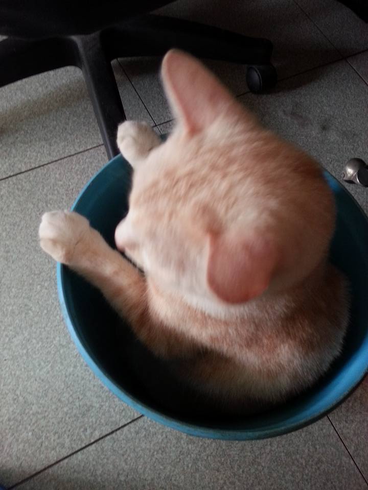 圖片來源:鄭明義