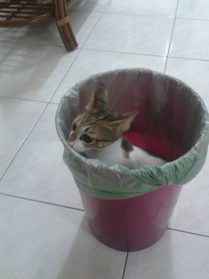 圖片來源:BKing Wu