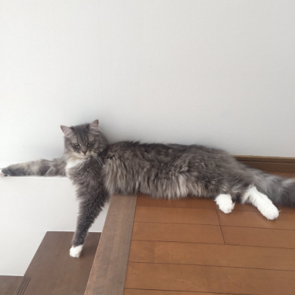 圖片來源:catapartment/twitter