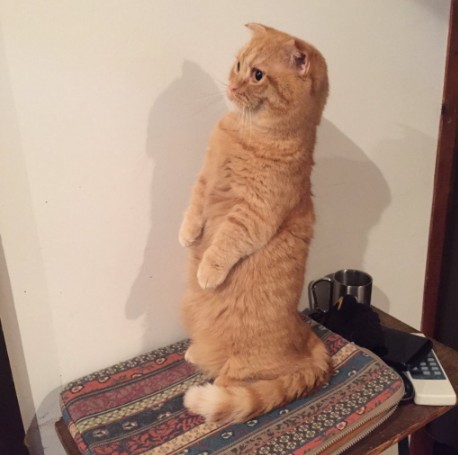 圖片來源:catapartment/twitter