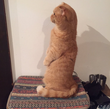 圖片來源:catapartment/twitter