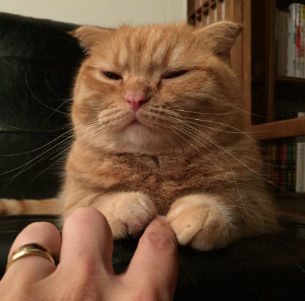 圖片來源:catapartment/twitter